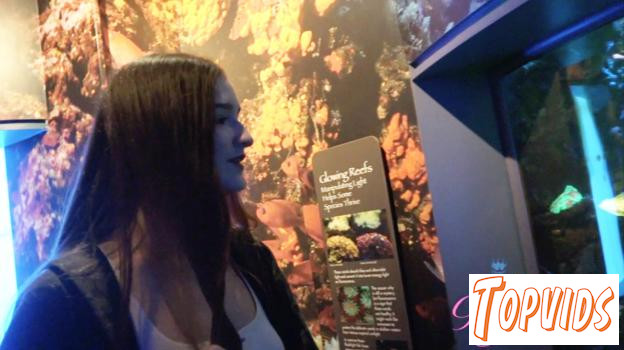 Violet Viper - Aquarium