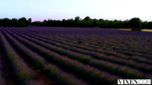 Mia Melano & Stacycruz_xxx's Outdoor Threeway