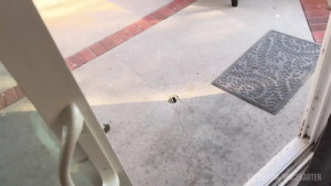 Aderesquin Takes On Vince Karter's BWC By The Pool